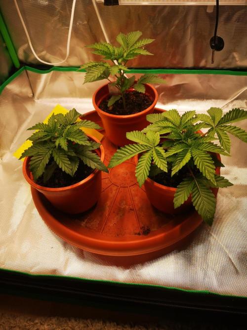 Nektar Drip/Cosmic Raiser/Jacky White. Week 3