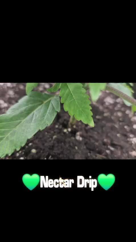 Nektar Drip/Cosmic Raiser/Jacky White