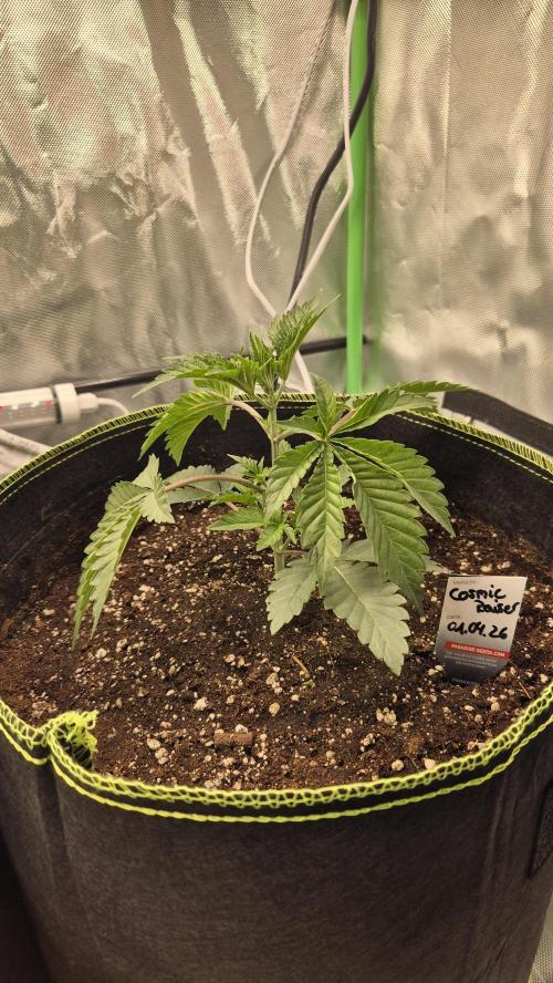 Nektar Drip/Cosmic Raiser/Jacky White. Week 3