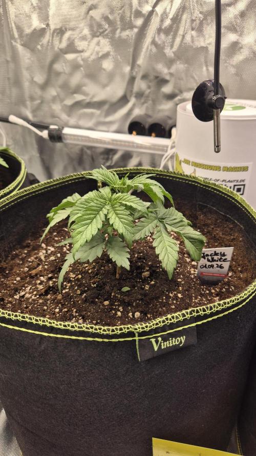 Nektar Drip/Cosmic Raiser/Jacky White. Week 3
