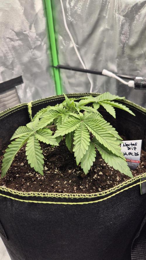 Nektar Drip/Cosmic Raiser/Jacky White. Week 3