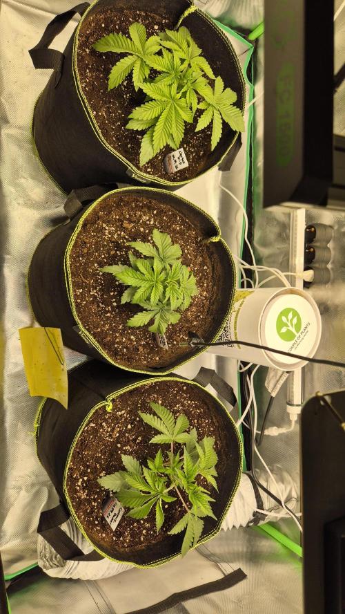 Nektar Drip/Cosmic Raiser/Jacky White. Week 3
