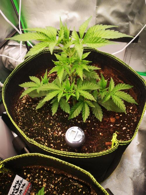Nektar Drip/Cosmic Raiser/Jacky White. Week 4
