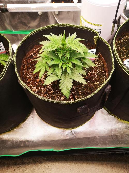 Nektar Drip/Cosmic Raiser/Jacky White. Week 4