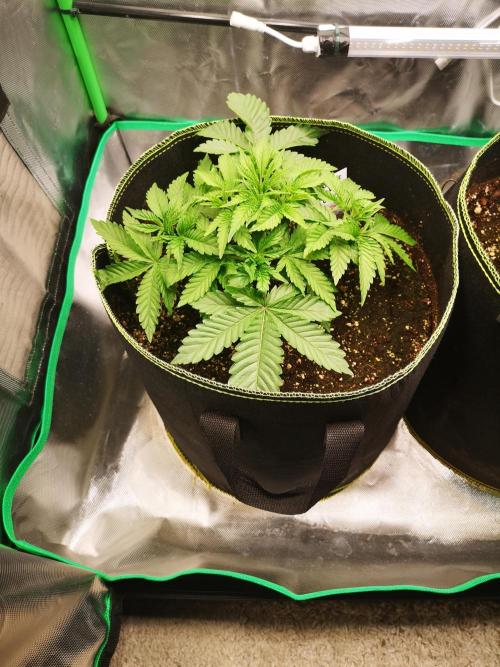Nektar Drip/Cosmic Raiser/Jacky White. Week 4
