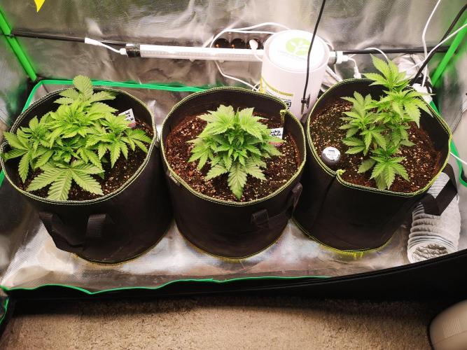 Nektar Drip/Cosmic Raiser/Jacky White. Week 4