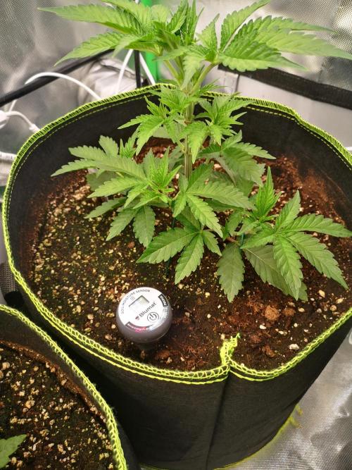 Nektar Drip/Cosmic Raiser/Jacky White. Week 4