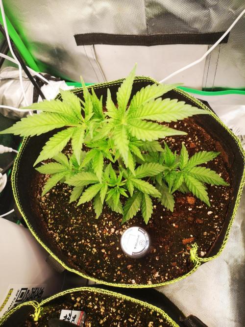 Nektar Drip/Cosmic Raiser/Jacky White. Week 4