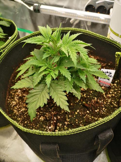 Nektar Drip/Cosmic Raiser/Jacky White. Week 4