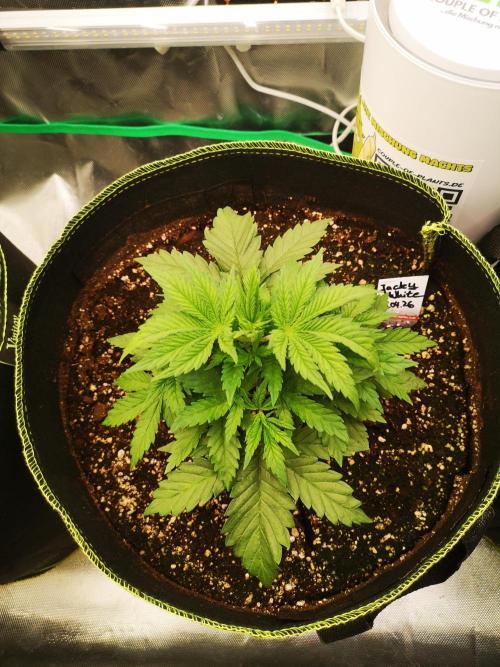 Nektar Drip/Cosmic Raiser/Jacky White. Week 4