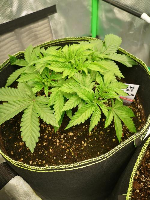 Nektar Drip/Cosmic Raiser/Jacky White. Week 4