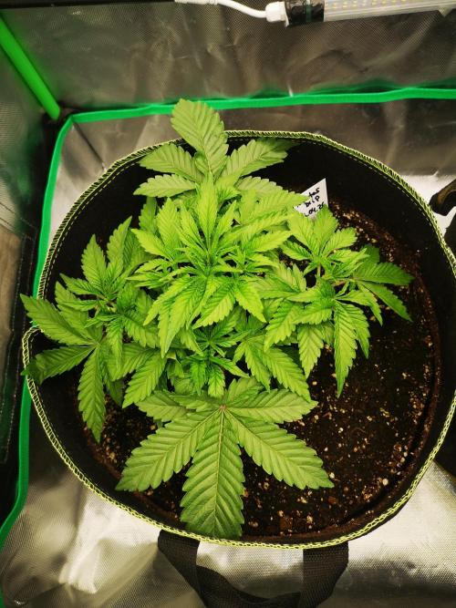 Nektar Drip/Cosmic Raiser/Jacky White. Week 4