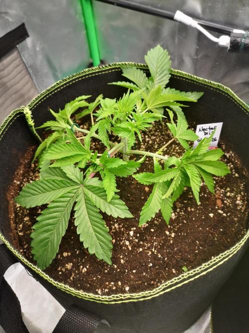 Nektar Drip/Cosmic Raiser/Jacky White. Week 4