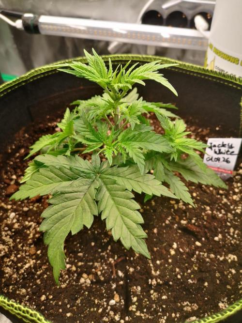 Nektar Drip/Cosmic Raiser/Jacky White. Week 4