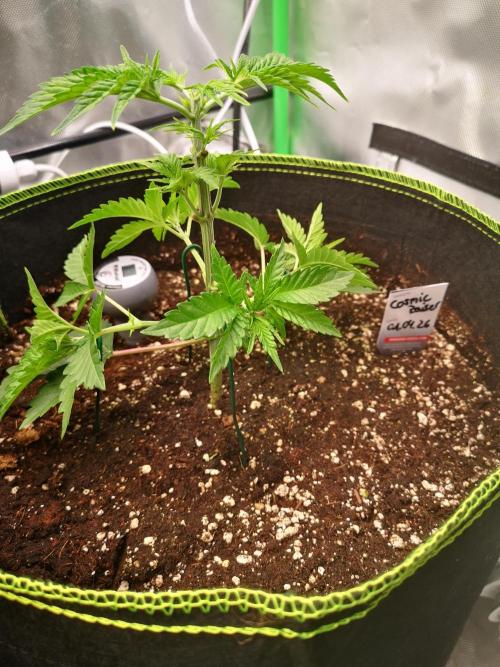 Nektar Drip/Cosmic Raiser/Jacky White. Week 4