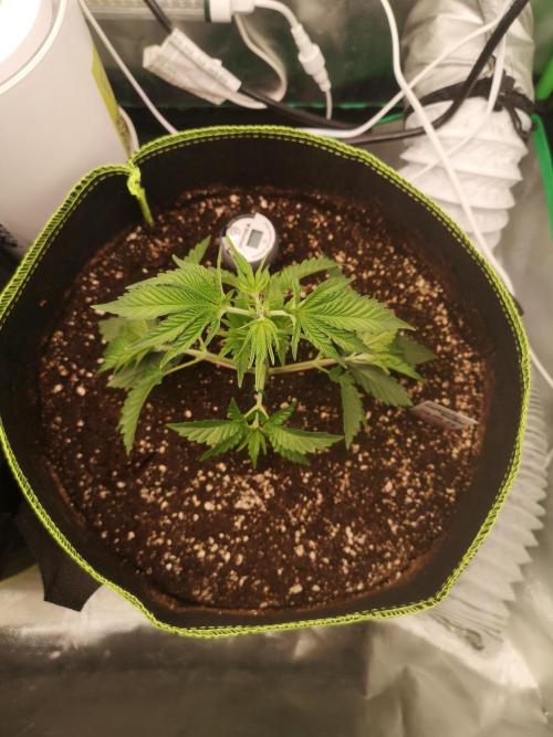 Nektar Drip/Cosmic Raiser/Jacky White. Week 4