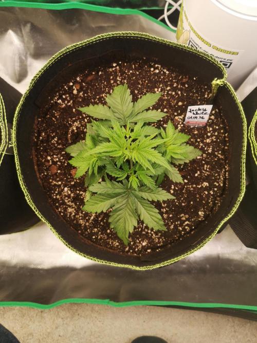 Nektar Drip/Cosmic Raiser/Jacky White. Week 4
