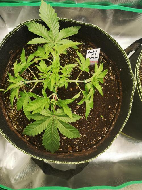 Nektar Drip/Cosmic Raiser/Jacky White. Week 4