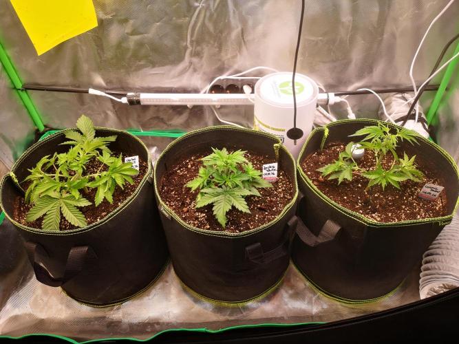 Nektar Drip/Cosmic Raiser/Jacky White. Week 4