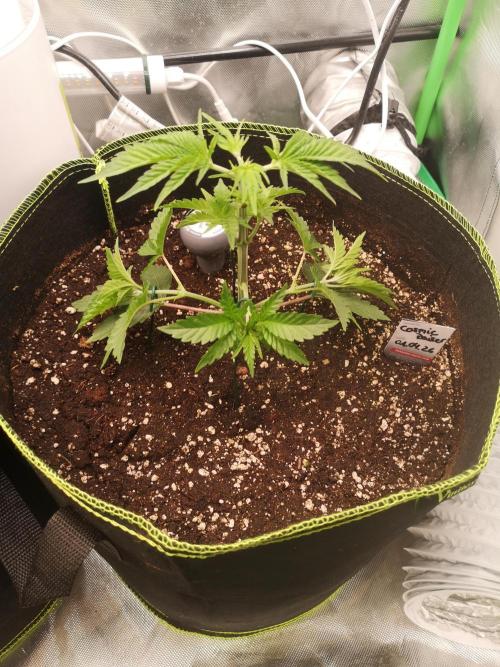 Nektar Drip/Cosmic Raiser/Jacky White. Week 4