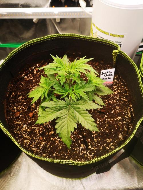 Nektar Drip/Cosmic Raiser/Jacky White. Week 4