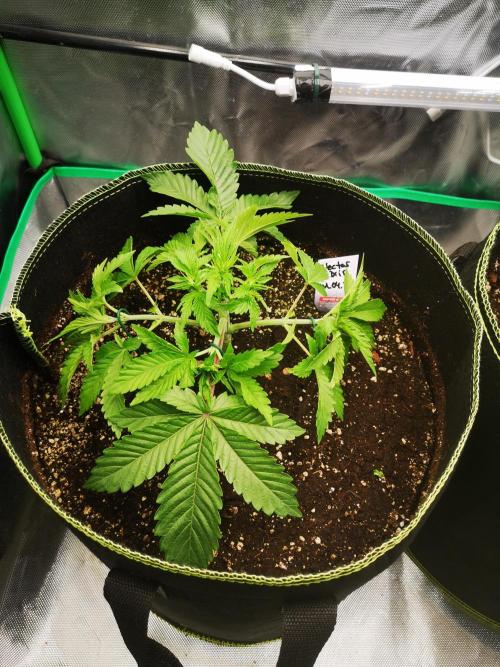 Nektar Drip/Cosmic Raiser/Jacky White. Week 4