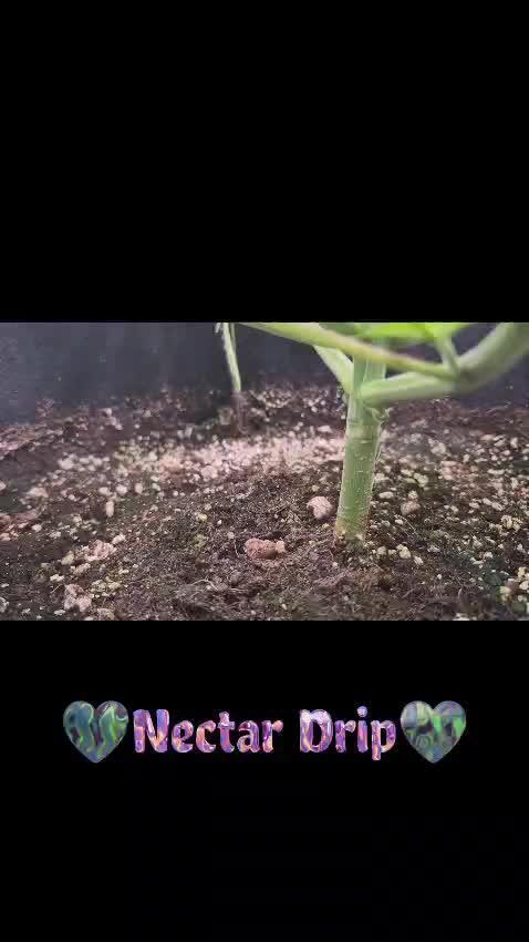 Nektar Drip/Cosmic Raiser/Jacky White