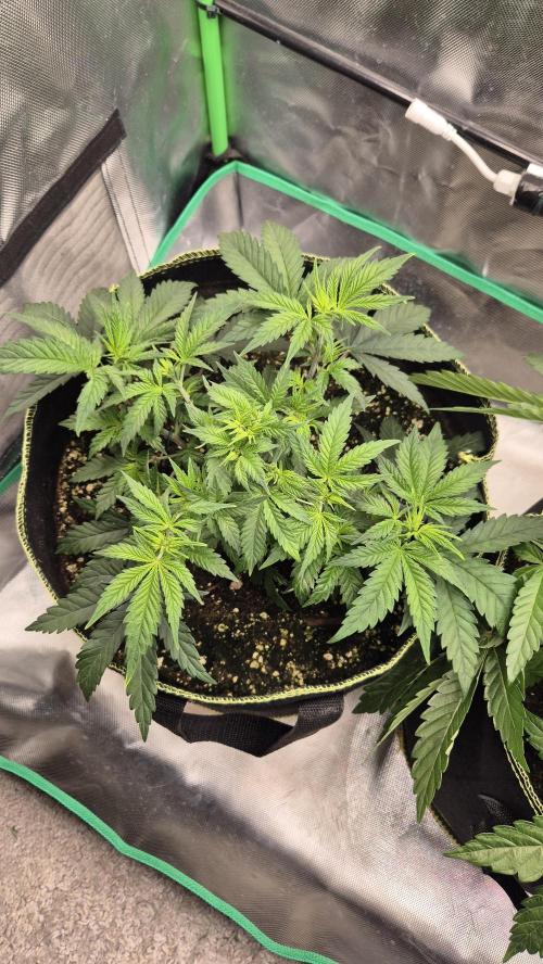 Nektar Drip/Cosmic Raiser/Jacky White. Week 5
