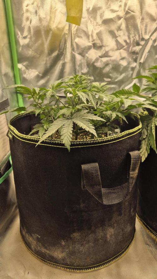 Nektar Drip/Cosmic Raiser/Jacky White. Week 5