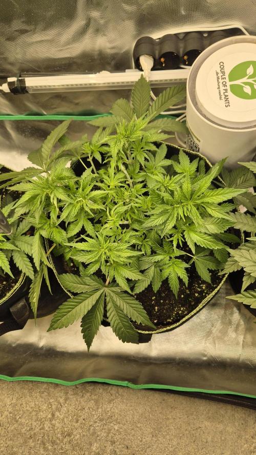 Nektar Drip/Cosmic Raiser/Jacky White. Week 5