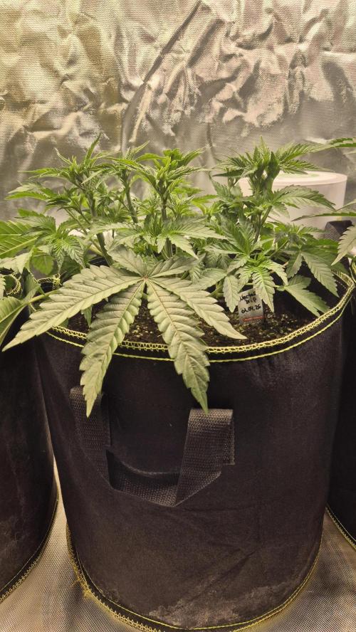 Nektar Drip/Cosmic Raiser/Jacky White. Week 5