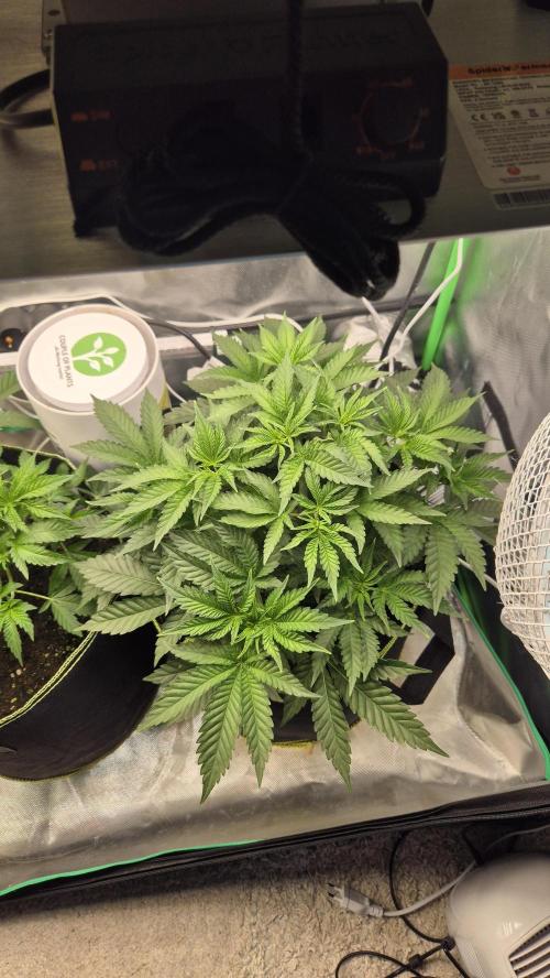 Nektar Drip/Cosmic Raiser/Jacky White. Week 5