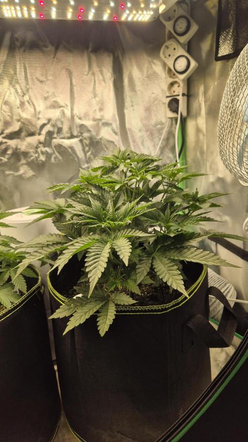 Nektar Drip/Cosmic Raiser/Jacky White. Week 5