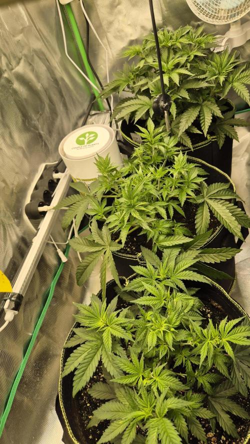 Nektar Drip/Cosmic Raiser/Jacky White. Week 5