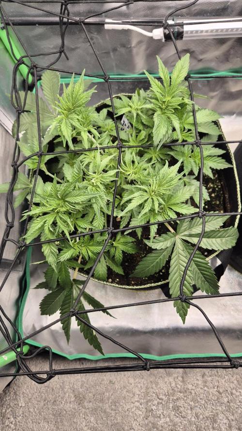 Nektar Drip/Cosmic Raiser/Jacky White. Week 5