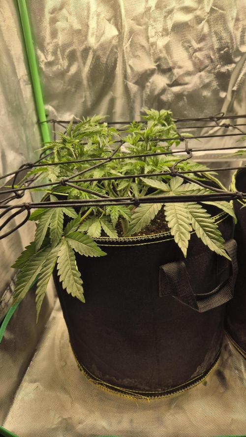 Nektar Drip/Cosmic Raiser/Jacky White. Week 5