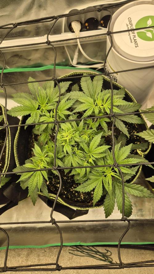 Nektar Drip/Cosmic Raiser/Jacky White. Week 5