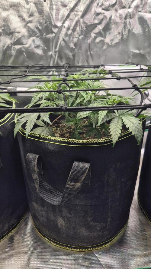 Nektar Drip/Cosmic Raiser/Jacky White. Week 5