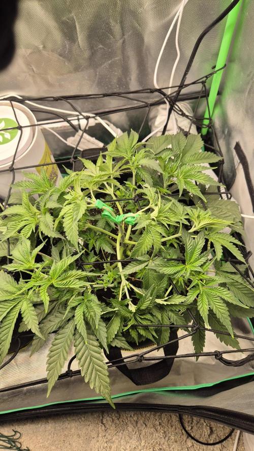 Nektar Drip/Cosmic Raiser/Jacky White. Week 5