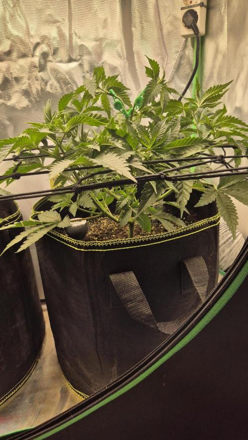 Nektar Drip/Cosmic Raiser/Jacky White. Week 5