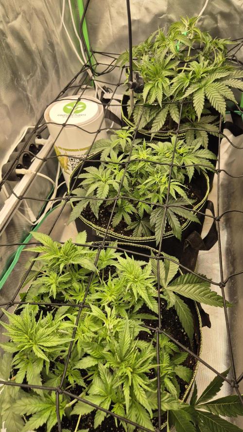 Nektar Drip/Cosmic Raiser/Jacky White. Week 5