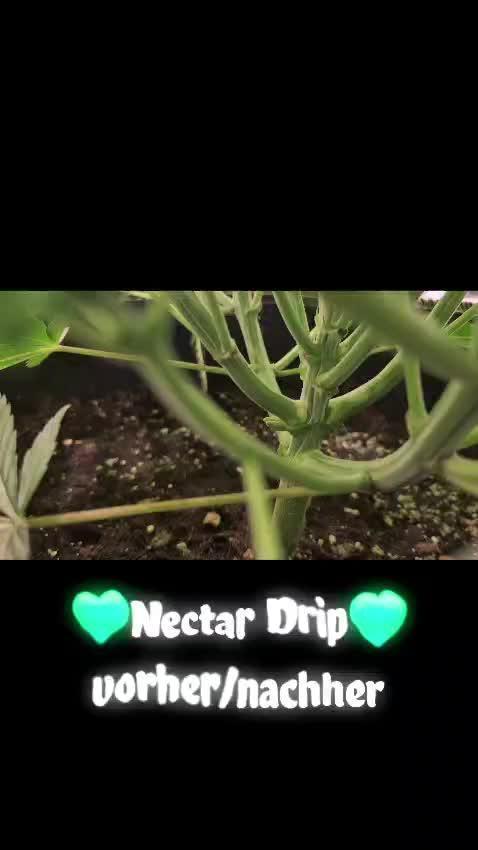 Nektar Drip/Cosmic Raiser/Jacky White