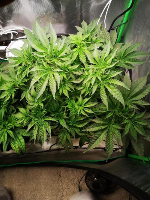 Nektar Drip/Cosmic Raiser/Jacky White. Week 6