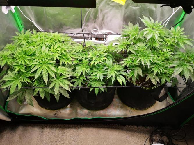 Nektar Drip/Cosmic Raiser/Jacky White. Week 6