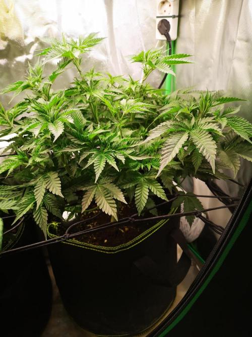 Nektar Drip/Cosmic Raiser/Jacky White. Week 6