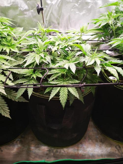 Nektar Drip/Cosmic Raiser/Jacky White. Week 6