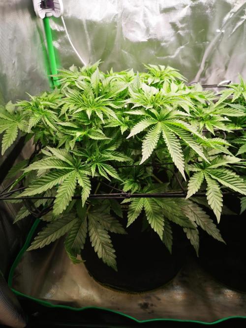 Nektar Drip/Cosmic Raiser/Jacky White. Week 6