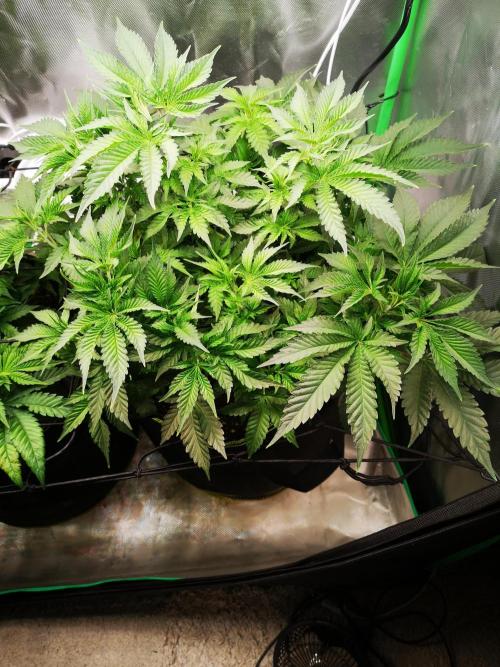 Nektar Drip/Cosmic Raiser/Jacky White. Week 6