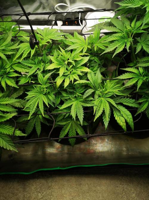 Nektar Drip/Cosmic Raiser/Jacky White. Week 6