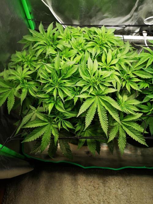 Nektar Drip/Cosmic Raiser/Jacky White. Week 6